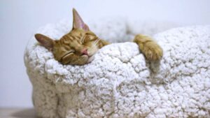 Chat qui dort dans son panier